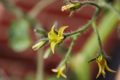 Blüte_2