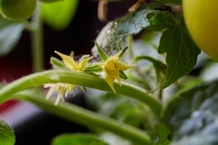 Blüte_3