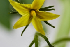 Blüte_4