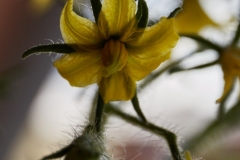 Blüte_5