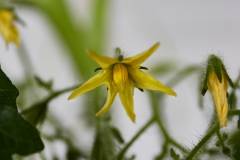 Blüte_6b