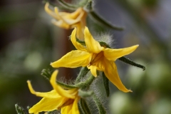 Blüte_7