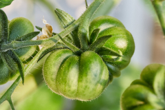 Frucht_1