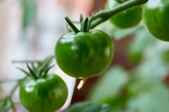 Frucht_2