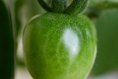 Frucht_4
