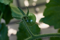 Frucht_6