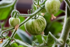 Frucht_7