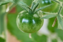 Frucht_8