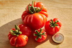 Frucht_rot_1